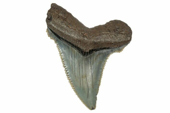 Serrated Angustidens Tooth - Megalodon Ancestor #340371